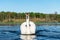 Front view of white elegant Mute Swan on the water.