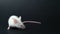 Front view of white mouse sitting on a grey background