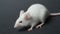 Front view of white mouse sitting on a grey background