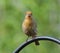 Front view of a yellow male House Finch, Haemorhous mexicanus, perched on a pole in a suburban garden