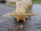 Front view of a yellow slug.