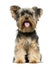 Front view of a Yorkshire Terrier sitting, panting