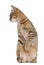 Front view of Young Bengal cat standing