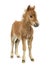 Front view of a young poney, foal against white background