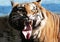 Front views of Tiger opens the mouth at zoo