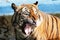 Front views of Tiger opens the mouth at zoo