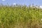 Front wide shot of wheat plants ready to harvest with afternoon light