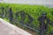 Front Yard Landscape Design with Boxwood Hedges. Boxwood Hedge with small metal fence. Living Fence.