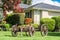 Front yard in residential community creatively landscaped with old horse vehicle