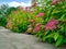 The front yard in spring, flowering Spiraea japonica 'Goldmound'.