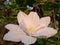 Frontal close-up of a beautiful Clematis Montana Rubens flower with light pink and white petals