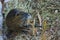 Frontal close up with a Coypu eating