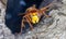 Frontal Close-up of a European hornet Vespa crabro