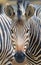 Frontal close up of a Hartmann\\\'s mountain zebra