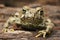 Frontal close up of a juvenile western toad , Anaxyrus boreas