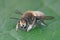 Frontal close up of the male of Willughby's leaf-cutter bee, Megachile willughbiella sitting on a green leaf