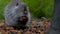 frontal close-up shot of a coypu rodent eating some fruit