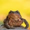 Frontal close up shot of European toad Bufo bufo sitting on a gray stone isolated on bright yellow background