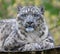 Frontal Close-up of a Snow leopard