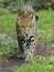 Frontal Close-up view of a Jaguar