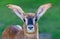 Frontal close up of a young Roan Antelope