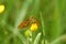 Frontal closeup of adorable Large skipper butterfly on yellow flower in the green meadow