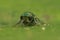 Frontal closeup on the beautiful green metallic Ruby tailed cuckoo wasp, Chrysis ignita
