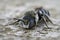 Frontal closeup on a blue eyed male spined mason bee, Osmia spinulosa