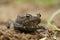 Frontal closeup on a brown male European common toad , Bufo bufo sitting on the ground in the garden