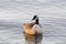 Frontal closeup of Canada goose floating on the calm blue water of the St. Lawrence River