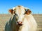 Frontal closeup of charolais cow parasitized by flies