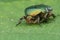 Frontal closeup on a colorful green metallic rose chafer beetle, Cetonia aurata on a green leaf