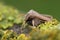 Frontal closeup on the Common Quaker owlet moth, Orthosia cerasi sitting on wood