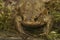 Frontal closeup on a female Common European toad, Bufo bufo looking into the camera