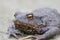 Frontal closeup of a female of the European common toad, Bufo bu