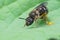 A frontal closeup on a female furrow sweat bee, Lasioglossum zonulum