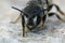 Frontal closeup on a female Mediterranean small crenulate armoured resin bee, Heriades crenulatus in the Gard , France