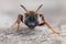 Frontal closeup of a female of the rare , red cleptoparasite bee, Nomada femoralis