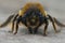 Frontal closeup on a furry brown female Willughby's leaf-cutter solitary bee, Megachile willughbiella sitting on