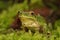 Frontal closeup of a green Pacific treefrog , Pseudacris regilla