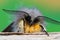 Frontal closeup on a hairy adult muslin moth, Diaphora mendica