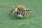 Frontal closeup on a hairy male Catsear mining bee, Andrena humilis, sitting on wood