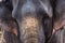 Frontal closeup of the head of a female Indian elephant
