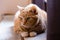 Frontal closeup of large green-eyed ginger cat lying down