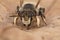 Frontal closeup on a male Costal leafcutter bee, Megachile maritima sitting on a dried leaf