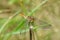 Frontal closeup on a Ruddy darter, Sympetrum sanguineum perched on a straw