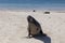 Frontal closeup view of dominant Galapagos sea lion barking while crawling on beach