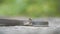 Frontal closeup view of Montpellier snake breathing while looking at the camera and lying on a gray stone