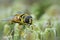 Frontal closeup of the yellow haired or Batman hoverfly, Myathropa florea