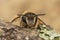 Frontal facial closeup on a rarely photographed female solitary mining bee, Andrena albofasciata